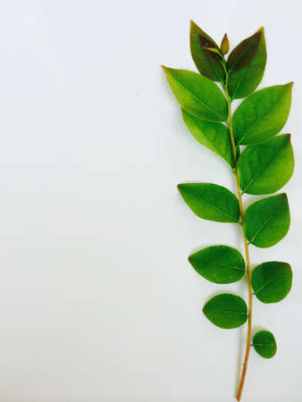 Green leaf on white の素材