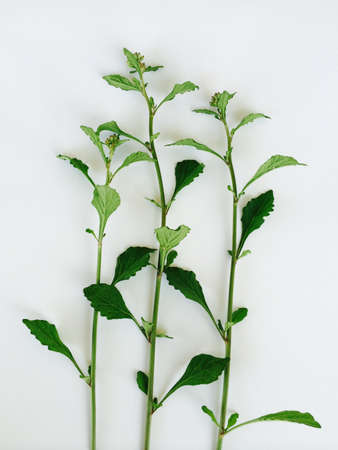 Green leaf on white の素材