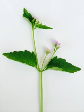 Green leaf on white の素材