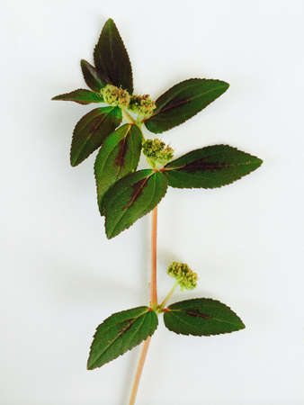 Green leaf on white background