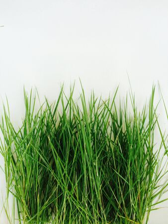 Green leaf on white 