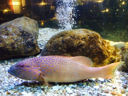 Fish dimming show in water cabinet