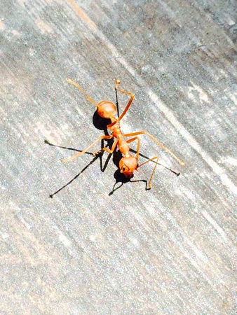 Ant insectの素材