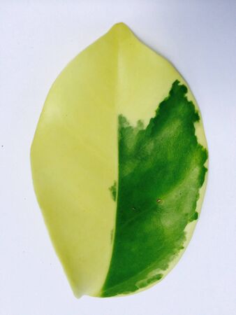 Green leaf on white backgroundの素材