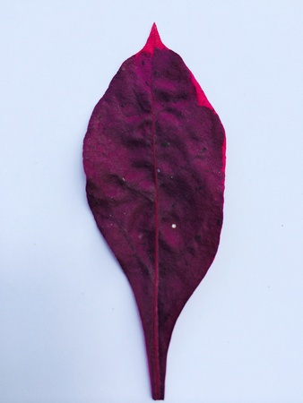 Violet leaf on white background
