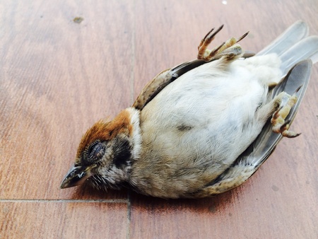 Dead birdの素材