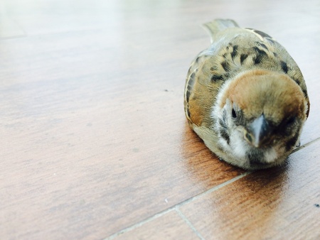 The birdの素材