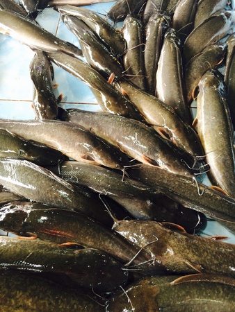 fish and squid marketの素材