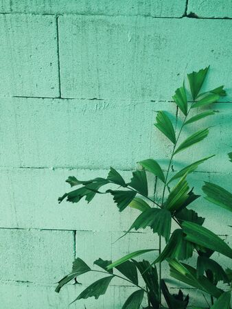 Background texture pattern of vintageの素材
