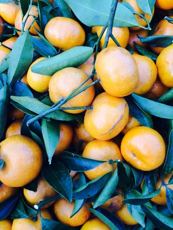 Orange fruitsの素材