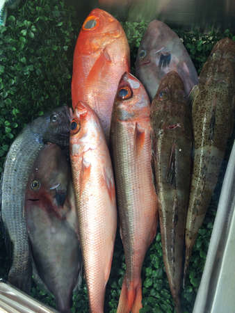 Fish