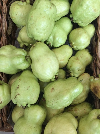 the small tropical American tree that bears the guava.の素材