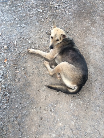 The lonely dog sit on floorの素材