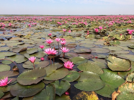 lotus flower in the riverの素材
