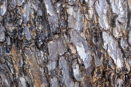Background texture pattern of bark wood