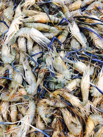 Fresh shrimp sell in the marketの素材