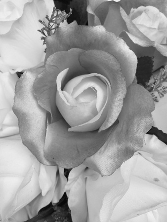 roses Valentines day backgroundの素材