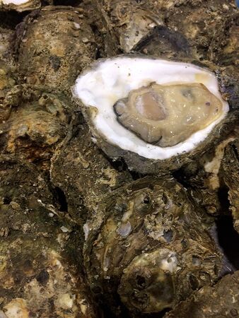 fresh raw Oyster