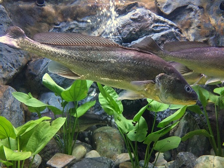 underwater of fish in cabinet showの素材