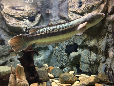 underwater of fish in cabinet show