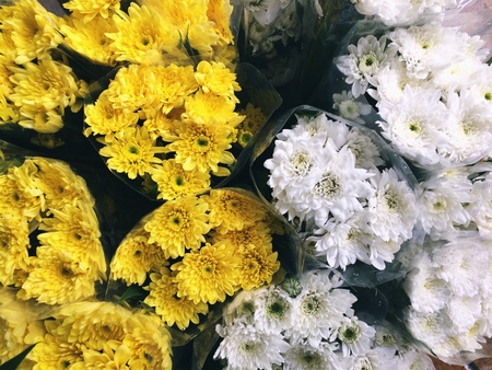 White and yellow chrysanthemum