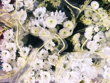 White chrysanthemumの素材