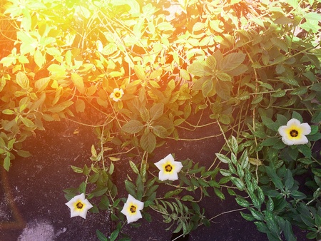 fresh flowers on the groundの素材