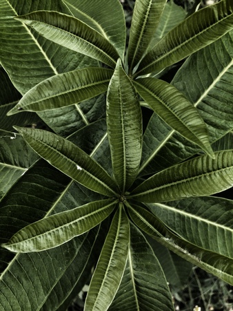 green tree leave in drak green color shade