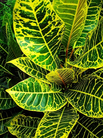 close up green tree leave
