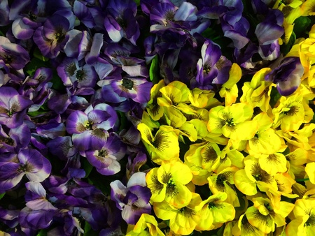 mix yellow and purple orchid flower blossom texture pattern backgroundの素材