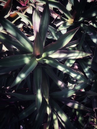 light  green tree leave and decoration around frame, green tree leave in drak green color shadeの素材