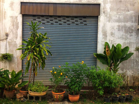Vegetable garden Ornamental tree Restricted home areas can be made from potted plants.の素材