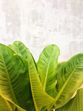 green nature pattern background conceptの素材