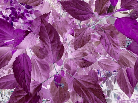 purple leave tree texture pattern background