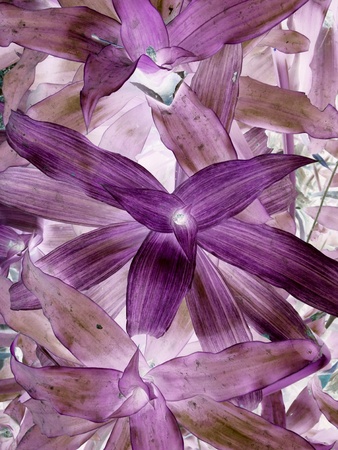 purple leave tree texture pattern backgroundの素材