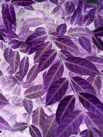 purple leave tree texture pattern backgroundの素材
