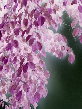 colorful leave tree texture pattern backgroundの素材