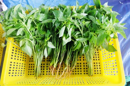 Lemon Basil for cookingの写真素材