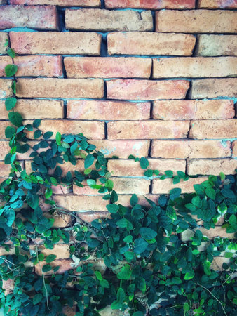 light  green tree leave and decoration around frameの素材