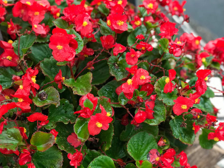 close up potrage photo of Japan blossom flower decorate arounnd the cityの素材