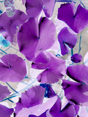 purple or violet texture pattern background, violet ultra conceptの写真素材