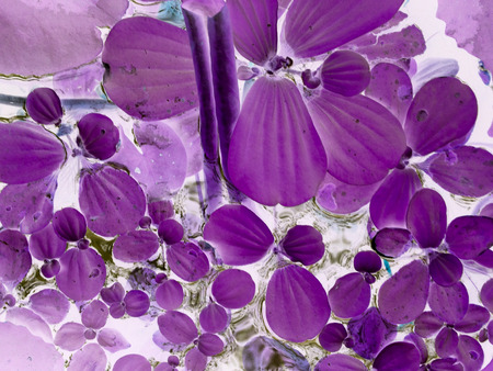 purple or violet texture pattern background, violet ultra conceptの写真素材