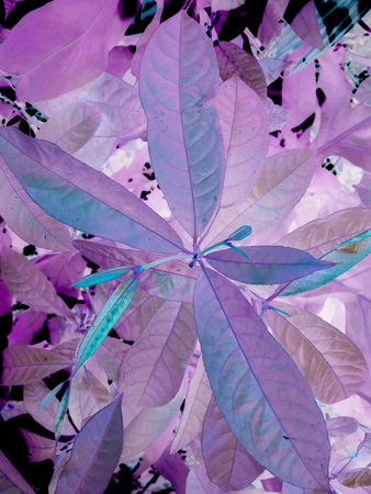 purple or violet texture pattern background, violet ultra conceptの写真素材