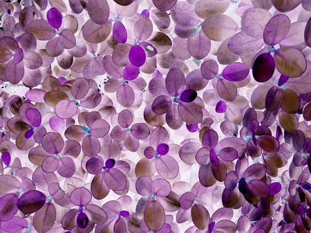 purple or violet texture pattern background, violet ultra conceptの写真素材