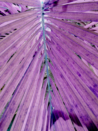 purple or violet texture pattern background, violet ultra conceptの写真素材