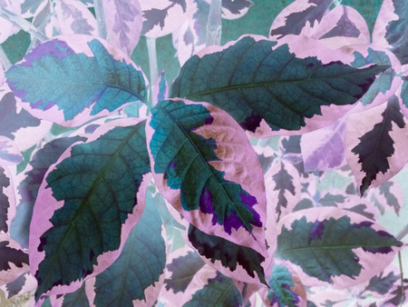 purple or violet texture pattern background, violet ultra conceptの写真素材