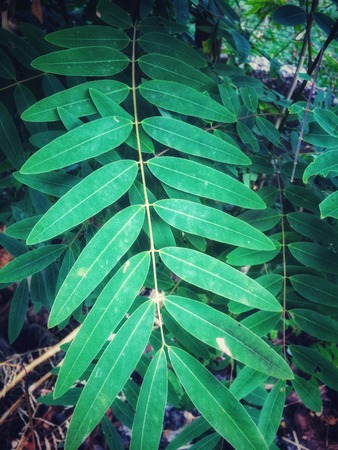 green tree leave in drak green color shade, Garden & forest conceptの写真素材