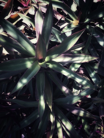 light  green tree leave and decoration around frame, green tree leave in drak green color shade, Garden & forest conceptの写真素材