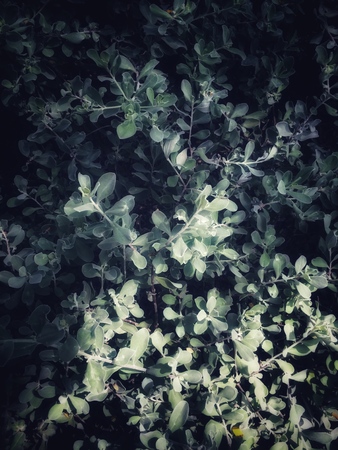 light  green tree leave and decoration around frame, green tree leave in drak green color shade, Garden & forest conceptの写真素材