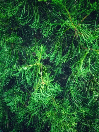 light  green tree leave and decoration around frame, green tree leave in drak green color shade, Garden & forest conceptの写真素材